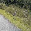Garza ceniza a pie de camino / Ruta en Bici Everglades | Shark Valley 