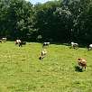 A partir de Pierrafitte se inicia el llano y las pasturas / Ruta en Bici Via Verde des Graves 