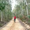 Impresionante el bosque de Eucaliptos / Ruta en Bici Vía Verde Girona | Sant Feliu 
