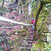 Los puentes son largos; altos y se balancean bastante / Bois des Baltuergues 