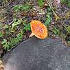 Amanita Muscaria / Camí del Gall 