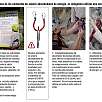 Consejos de Petzl para avanzar por una vía ferrata con niños ©Petzl / Blog · Los disipadores 
