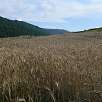 Campos de trigo a las afueras de Comús / Ruta a pie Camí dels Bons Homes 