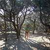 Bosque bajo y dunas / Ruta a pie Sentier douaniers 