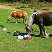 Caballos en busca de comida / Ruta a pie Gorges del Segre y Ermita de Sant Feliu de Castelvell 