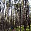 Tramo de bosque / Ruta a pie Grand Teton National Park | Por las orillas del lago Jackson 