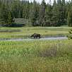 El alce comiendo / Ruta a pie Grand Teton National Park | Vuelta al lago Jenny 