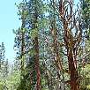 Curioso árbol danzante / Ruta a pie Kings Canyon National Park | Mist Falls 