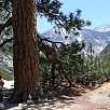 Pino en Kings Canyon / Ruta a pie Kings Canyon National Park | Mist Falls 