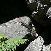 Lagarto / Ruta a pie Kings Canyon National Park | Mist Falls 