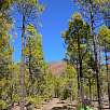 Bosque cerca de los Escurriales / Ruta a pie Paisaje Lunar | Los Escurriales 