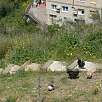 Gallinas / Ruta a pie PRC-35 | Del Papiol a Montcada i Reixac 