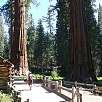 Museo del Bosque Mariposa / Ruta a pie Yosemite | Mariposa Grove 
