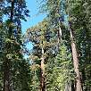 Vista del Grizzly Giant / Ruta a pie Yosemite | Mariposa Grove 