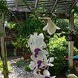 Orquídea del Jardín Botánico de la fortificación West Martello 