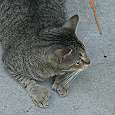 Gato con 6 dedos -no se ven todos- en la casa de Hemingway  