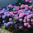 Hortensias de  varios colores 