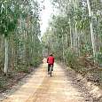 Impresionante el bosque de Eucaliptos 