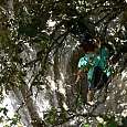 Superado el árbol y visto desde arriba 