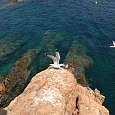 Gaviotas 