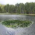 Nenúfares en el Lac de Creno 