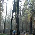Efectos del fuego sobre el bosque de secuoyas -no tan malo como se podría pensar- 