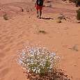 De regreso por el desierto 