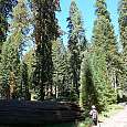 Bosque Mariposa 