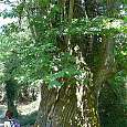Castañero gigante 