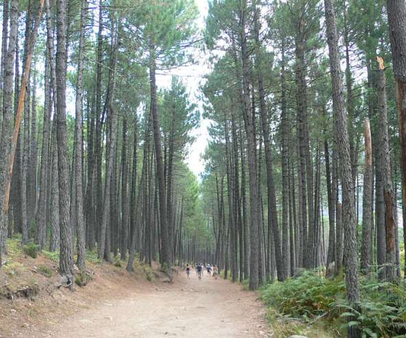 El salto de Pipí de Gallo